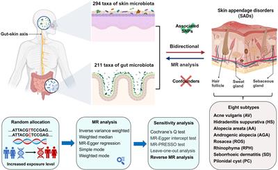 Causal roles of skin and gut microbiota in skin appendage disorders suggested by <mark class="highlighted">genetic study</mark>